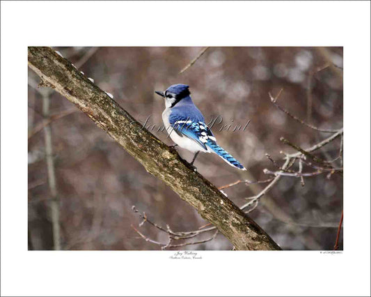 JAY WALKING - Sourther Ontario, Canada