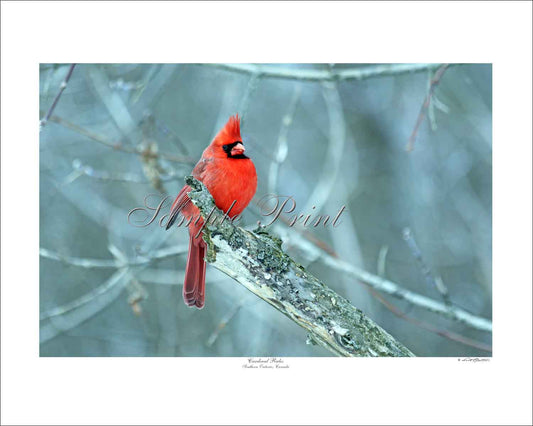 CARDINAL RULES - Southern Ontario, Canada