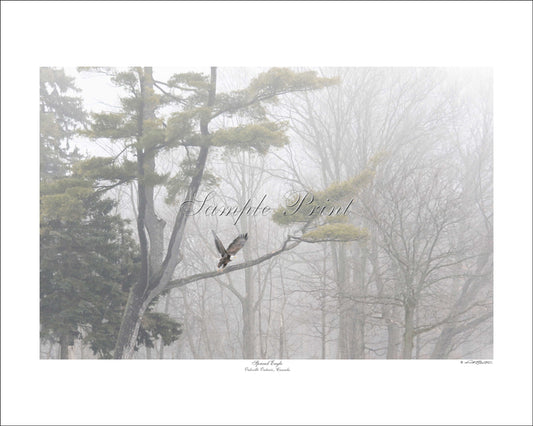 SPREAD EAGLE - Oakville Ontario, Canada