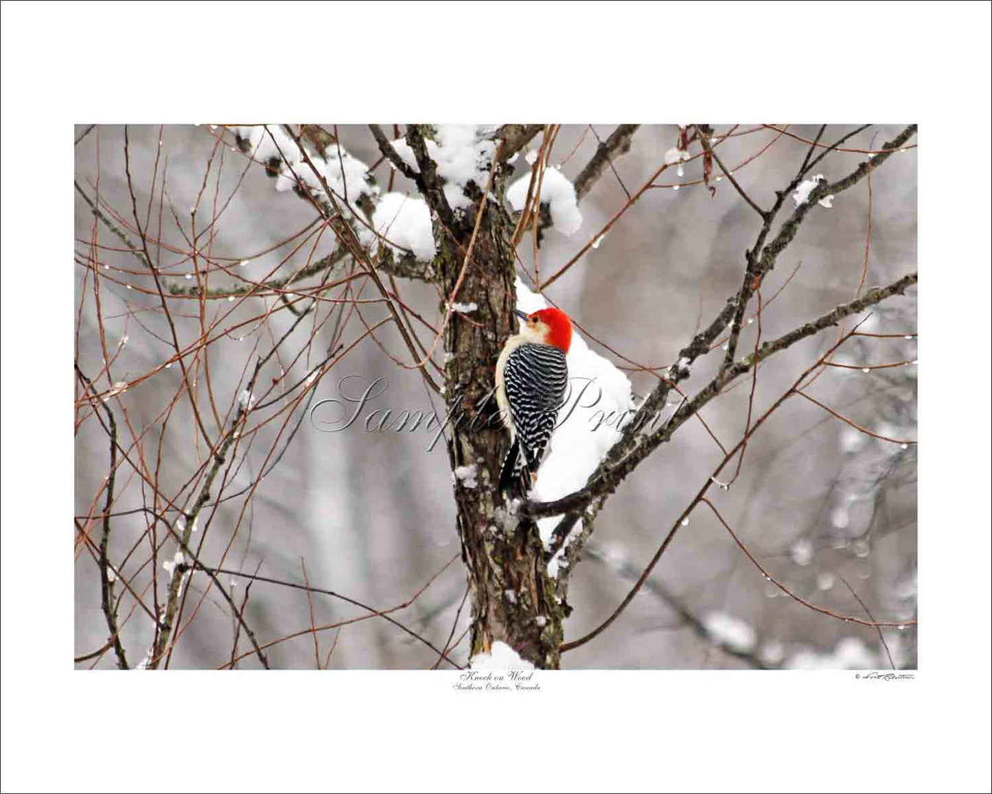 KNOCK ON WOOD - Southern Ontario, Canada