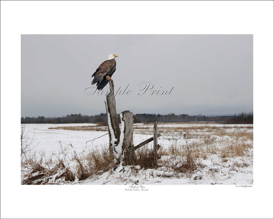 FIELD OF VIEW - Oakville Ontario, Canada