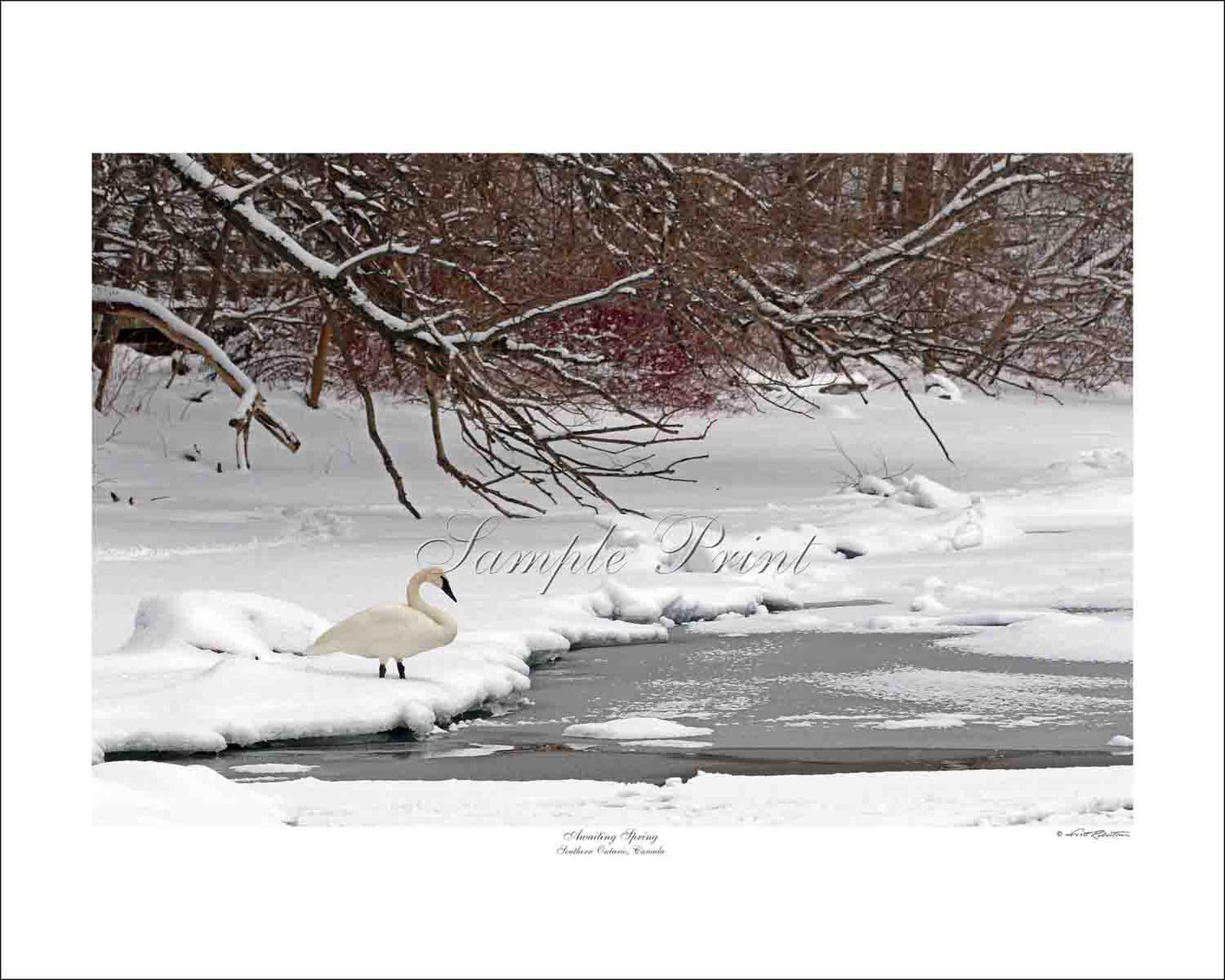 AWAITING SPRING - Southern Ontario, Canada