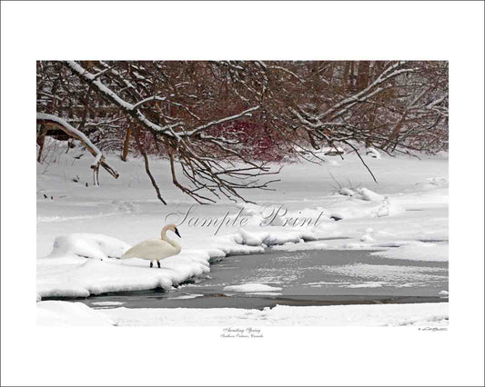 AWAITING SPRING - Southern Ontario, Canada