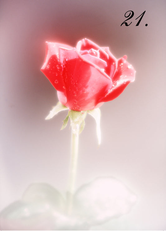 ROSE FOR YOU - Gairloch Gardens, Oakville
