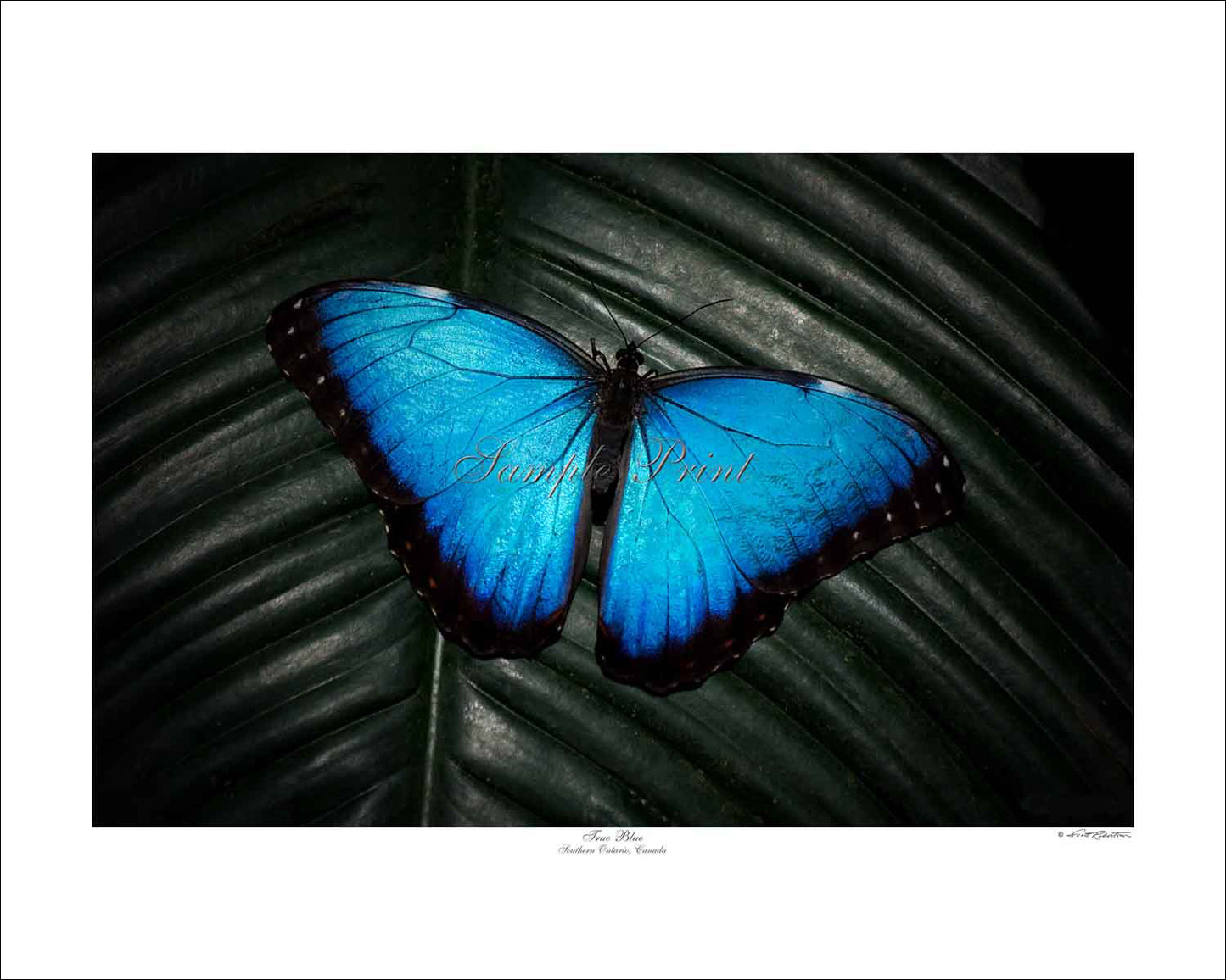 TRUE BLUE - Southern Ontario, Canada