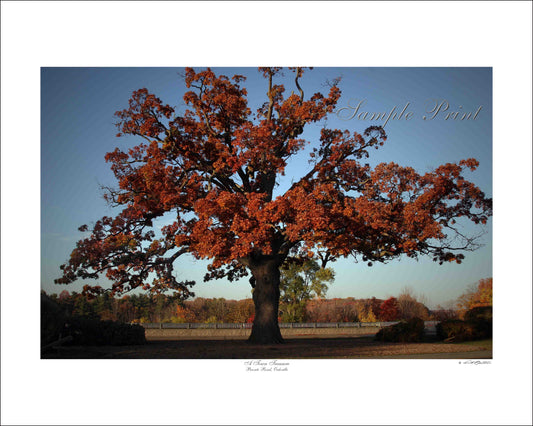 A TOWN TREASURE - Bronte Road, Oakville