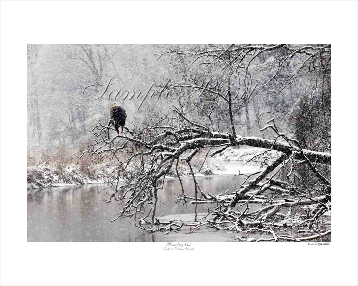 BRANCHING OUT - Southern Ontario, Canada