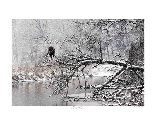 BRANCHING OUT - Southern Ontario, Canada