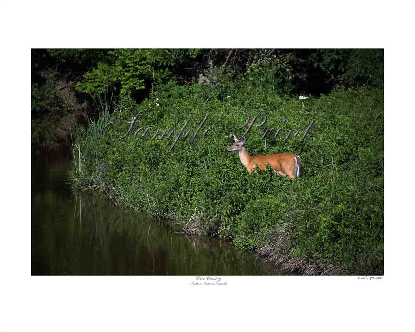 DEER CROSSING - Southern Ontario, Canada