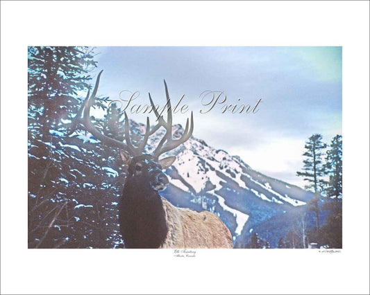 ELK TERRITORY - Alberta, Canada