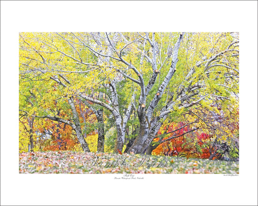 FALL OUT - Bronte Waterfront Park, Oakville