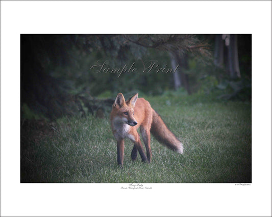 FOXY LADY - Bronte Waterfront Park, Oakville