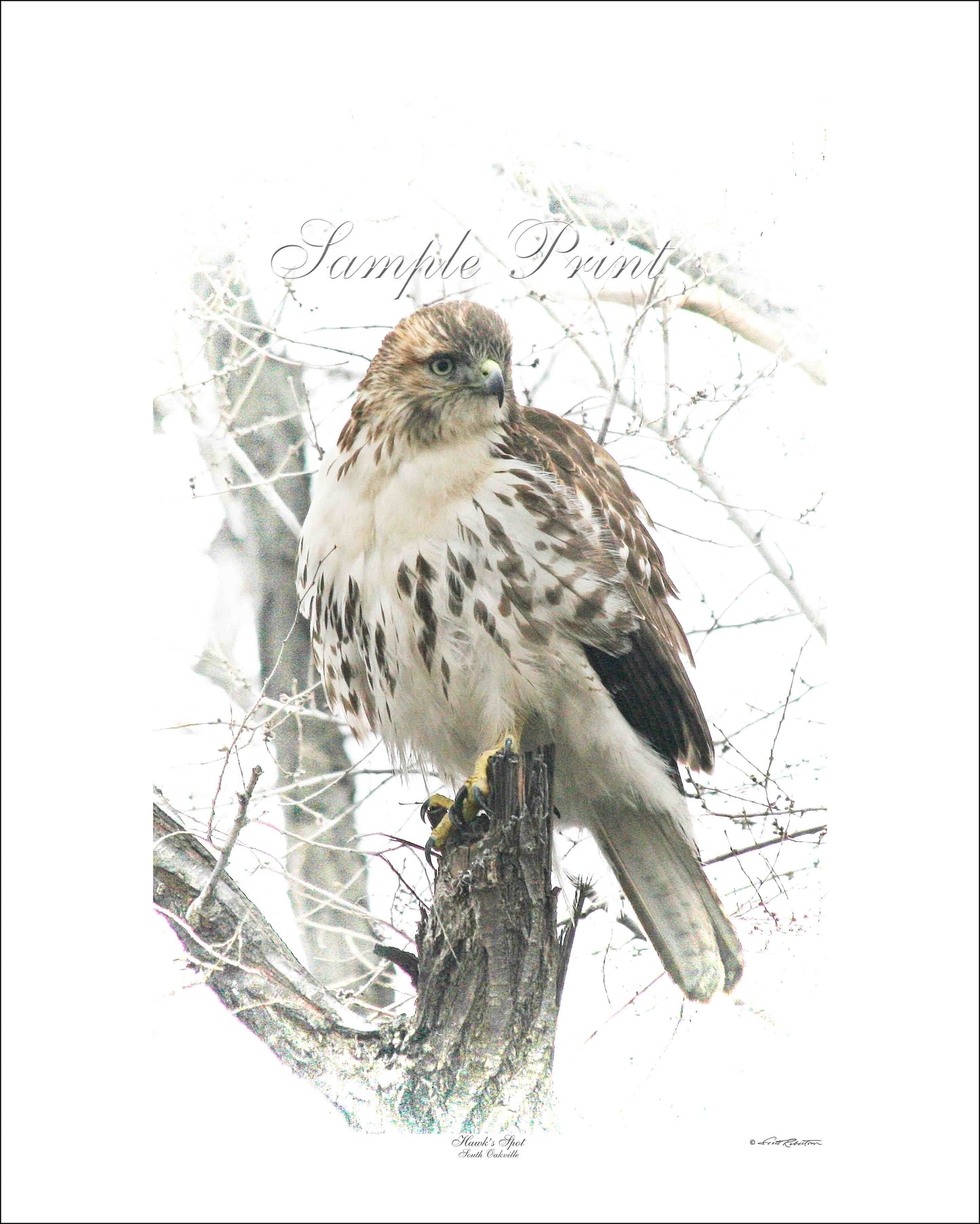 HAWK'S SPOT - South Oakville