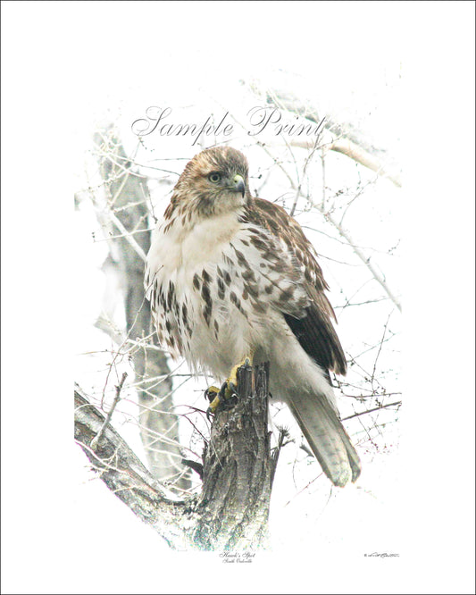 HAWK'S SPOT - South Oakville