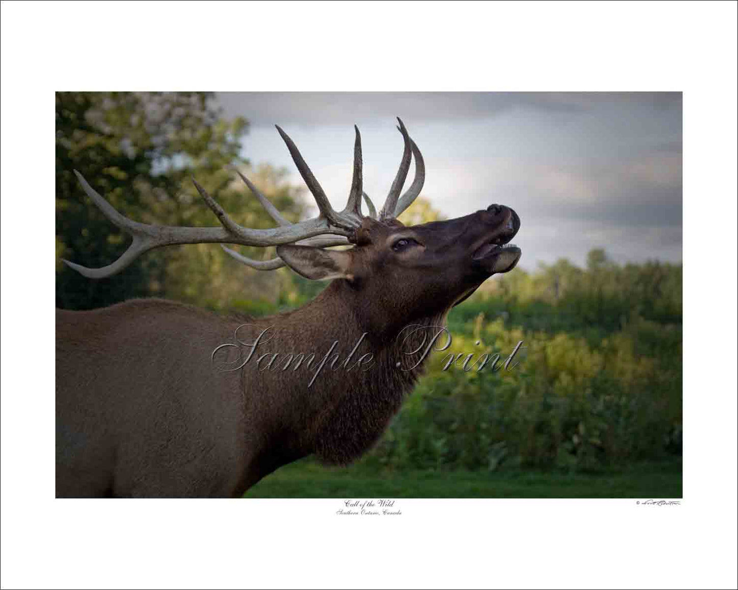 CALL OF THE WILD - Southern Ontario, Canada
