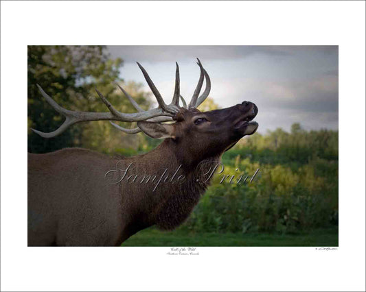 CALL OF THE WILD - Southern Ontario, Canada