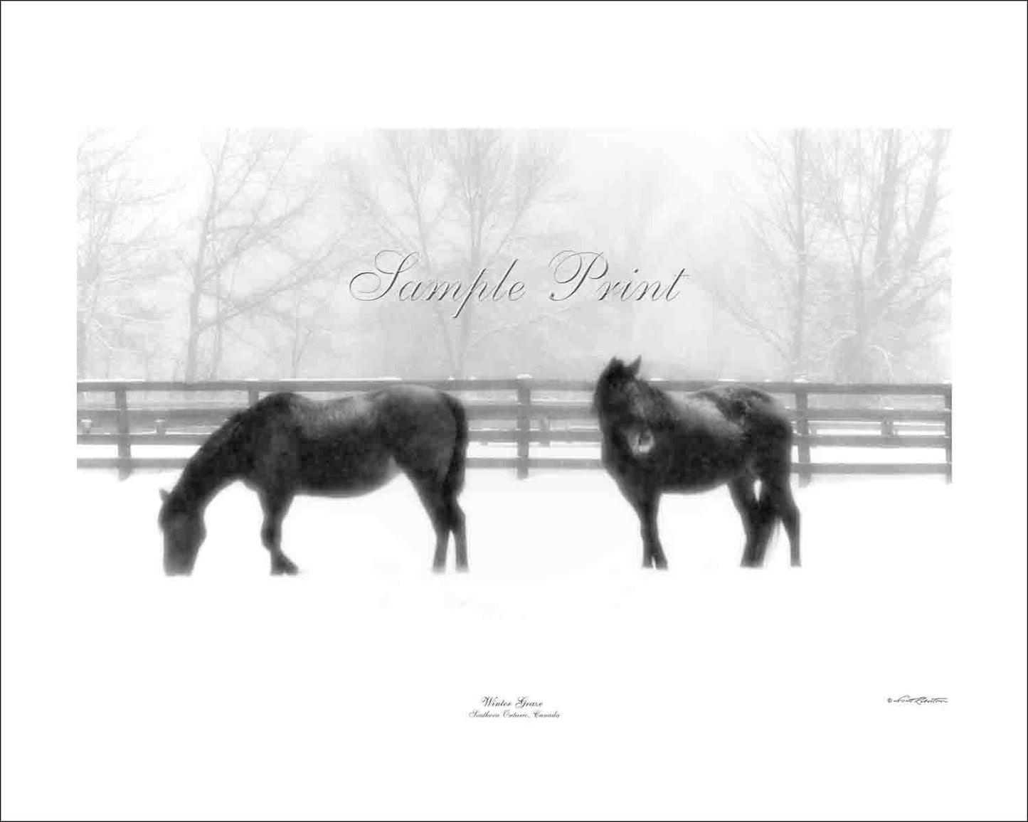 WINTER GRAZE - Southern Ontario, Canada