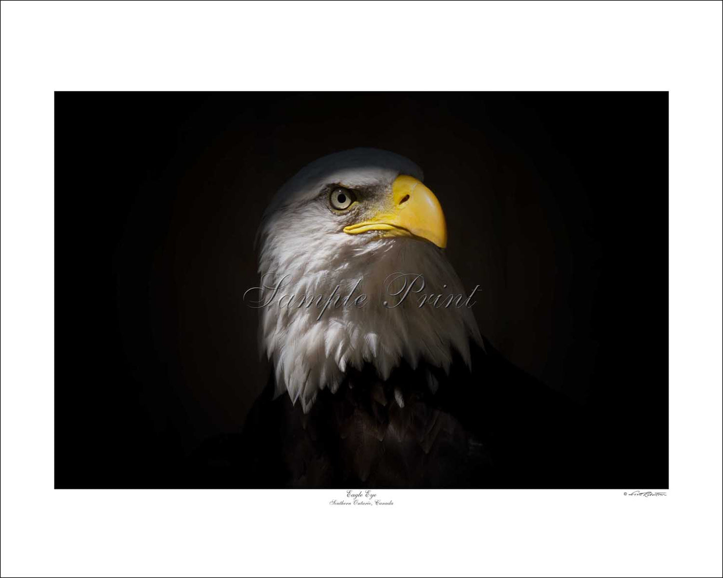 EAGLE EYE - Southern Ontario, Canada