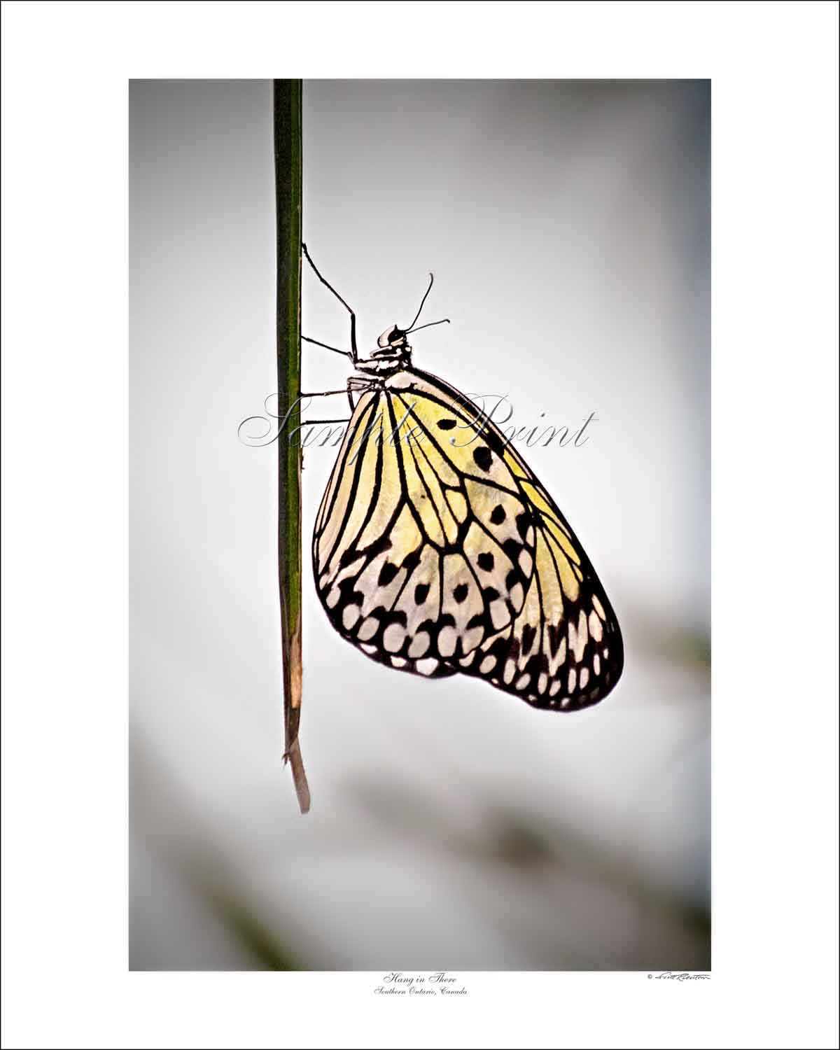 HANG IN THERE - Southern Ontario, Canada