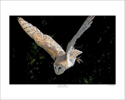 ON THE ATTACK - Southern Ontario, Canada