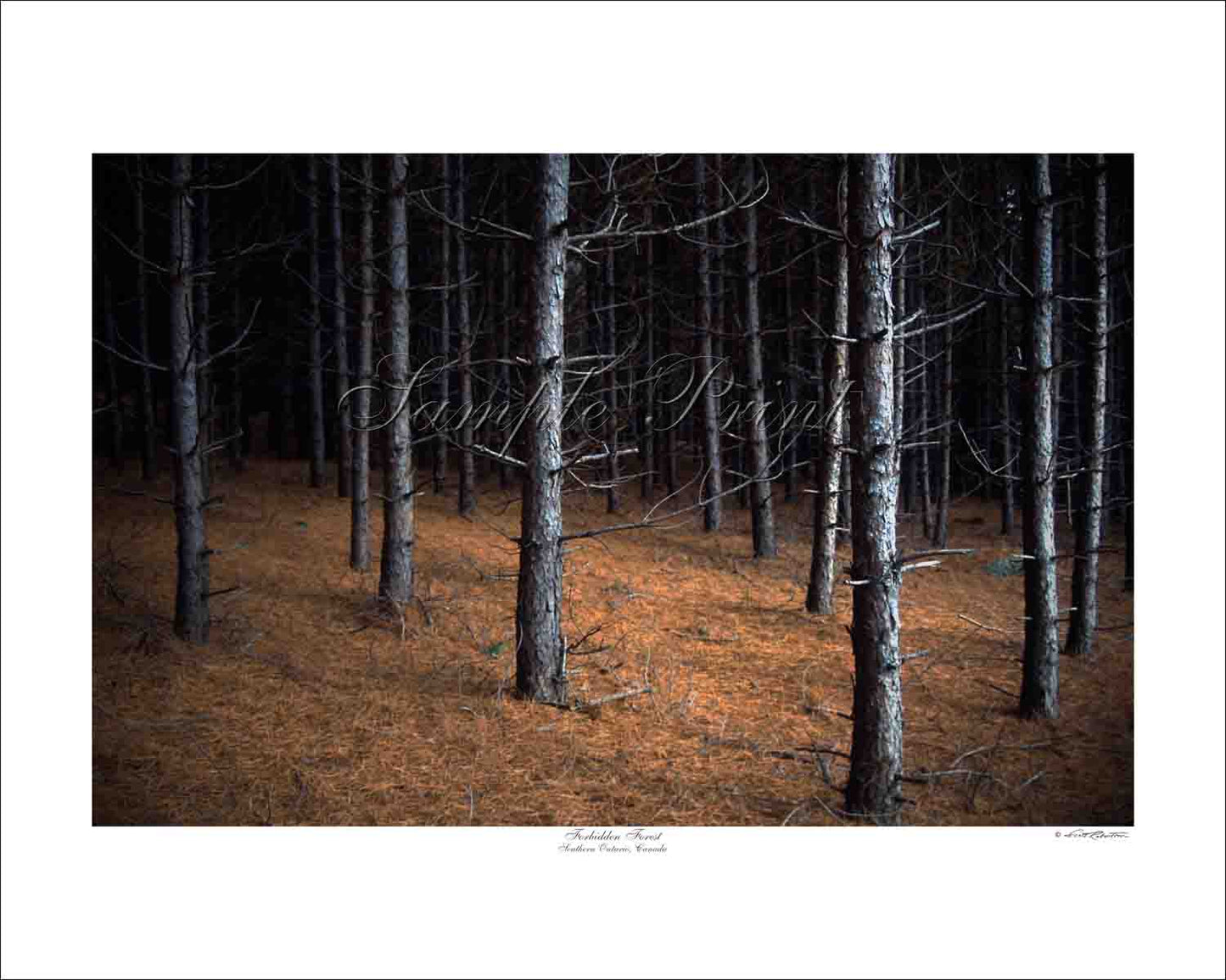 FORBIDDEN FOREST - Southern Ontario, Canada