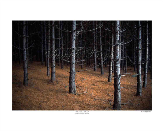 FORBIDDEN FOREST - Southern Ontario, Canada