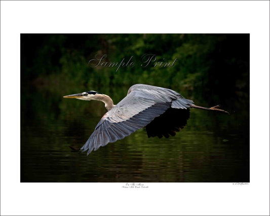 ON THE MOVE - Sixteen Mile Creek, Oakville