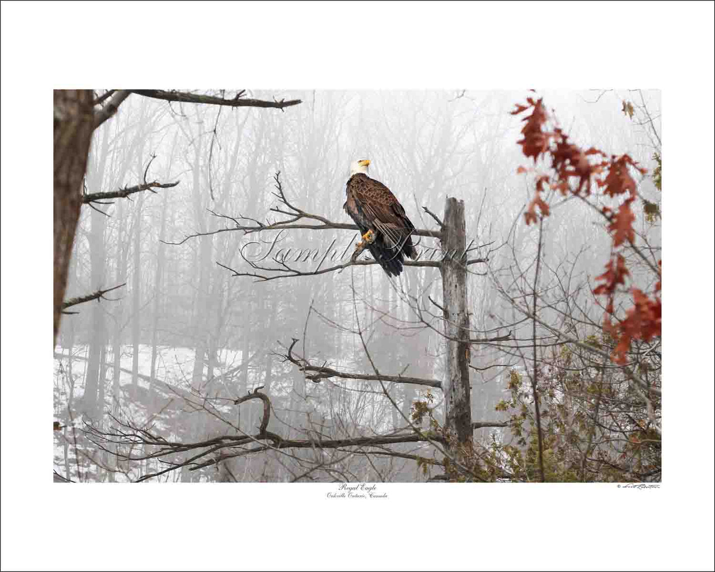 REGAL EAGLE - Oakville Ontario, Canada