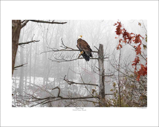 REGAL EAGLE - Oakville Ontario, Canada