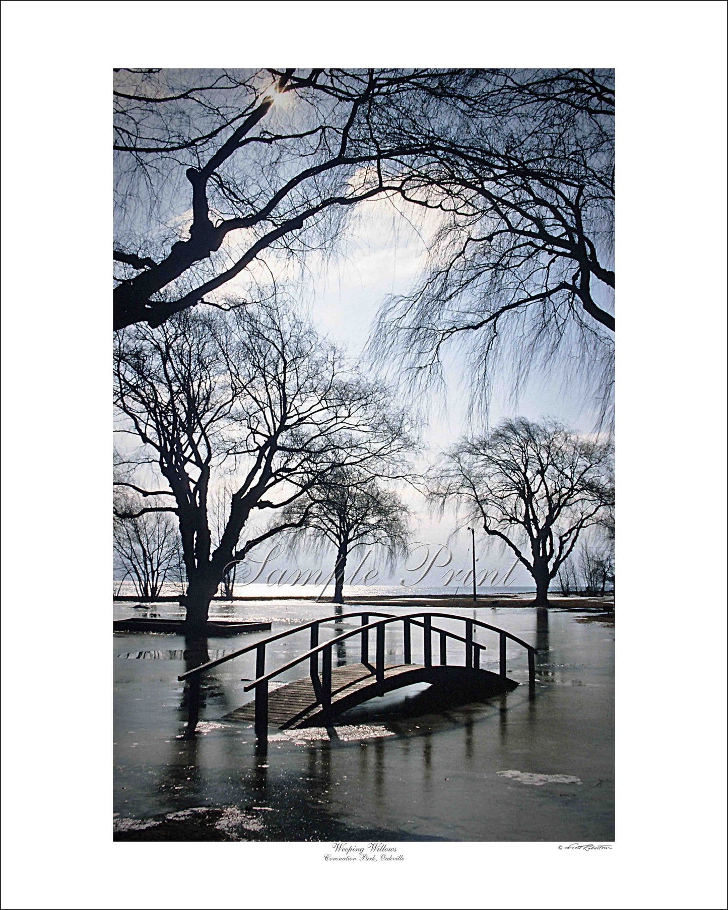 WEEPING WILLOWS - Coronation Park, Oakville