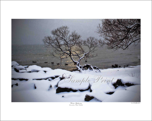 WINTER GATHERING - Coronation Park, Oakville