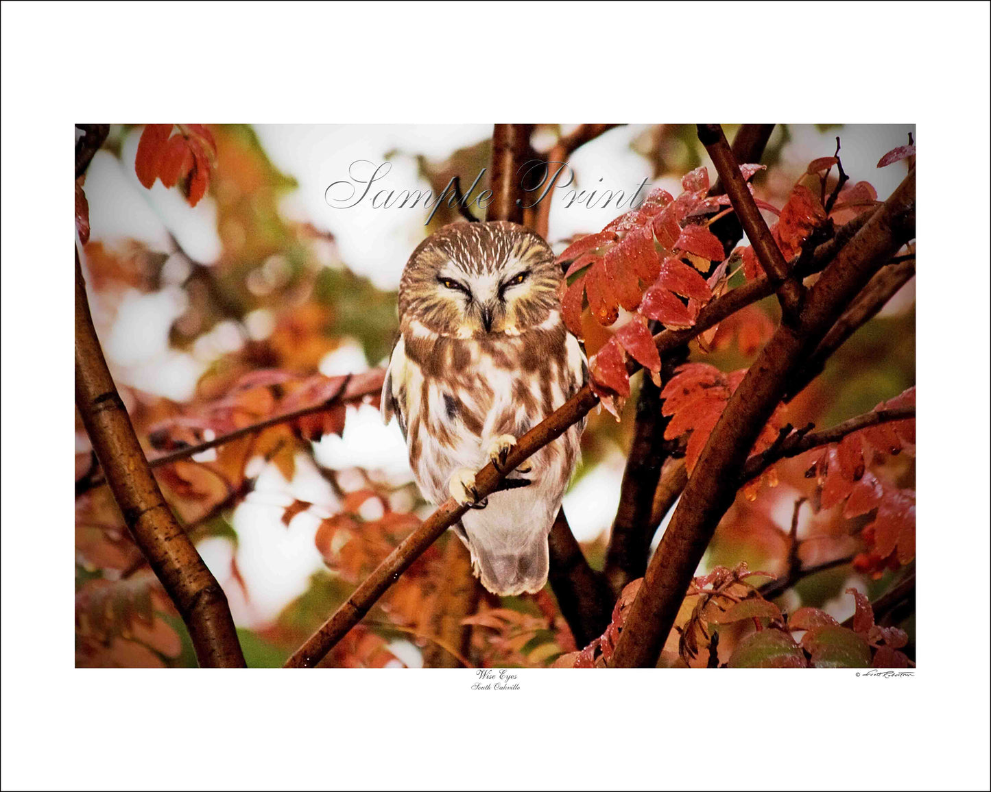WISE EYES - South Oakville
