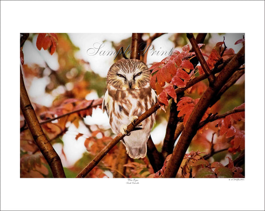 WISE EYES - South Oakville